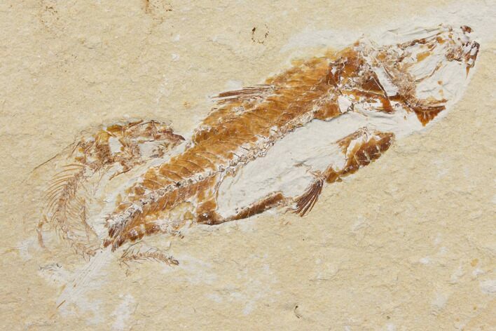 Bargain, Cretaceous Fish (Nematonotus) Fossil - Lebanon #147216